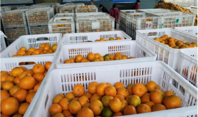 水果罐头知名品牌天同食品迎柑橘大丰收 全力投入生产
